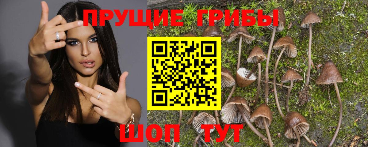 Нефтекумск  Псилоцибиновые грибы Magic Shrooms  Вход с VPN 